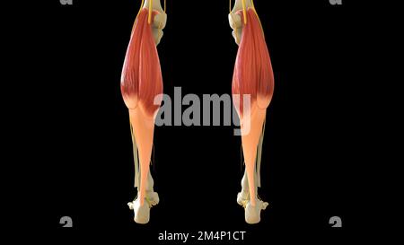 Gastrocnemio anatomia muscolare per concetto medico 3D illustrazione Foto Stock