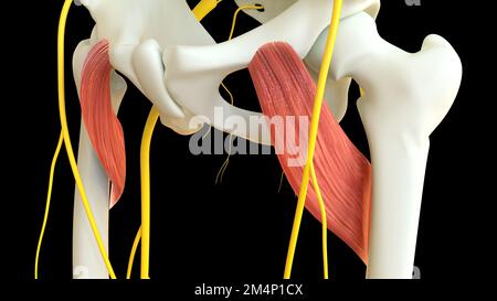 Pectineus anatomia muscolare per l'illustrazione del concetto medico 3D Foto Stock