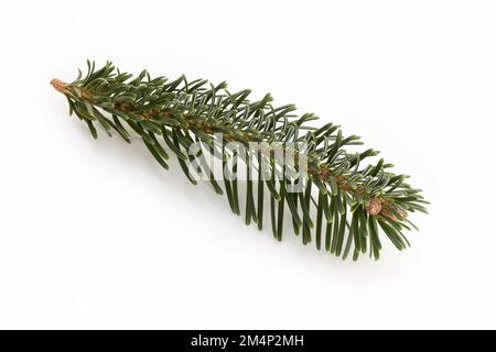 Ramo di abete fresco isolato su sfondo bianco. Foglie di conifere Foto Stock