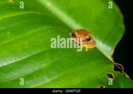 Primo piano di una rana di clessidra (Dendropophus ebraccatus) Foto Stock