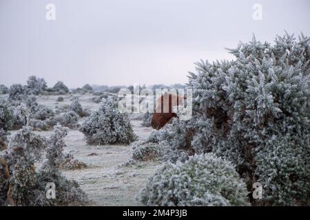 Una testa di cavalli appare da dietro il cespuglio di gola ghiacciato in un'immagine divertente comica con la scena invernale circostante su brughiera nella Nuova Foresta. Foto Stock