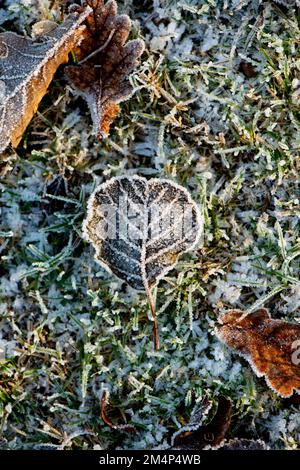 Primo piano della foglia autunnale congelata su fondo di erba ghiacciata che mostra le vene e i dettagli della foglia. Foto Stock