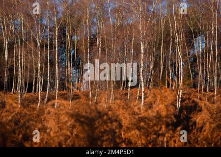 Gli alberi di betulla argentati contrastano con una scena autunnale arancione tra le fitte salmastri autunnali del sole d'inverno. Foto Stock