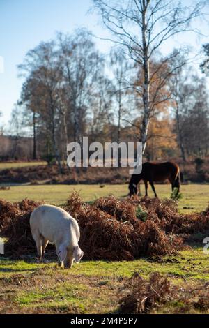 Maiali della Nuova Foresta durante la stagione delle pannage accanto ai pony della nuova foresta mentre il sole tramonta in una giornata autunnale di sole. Foto Stock