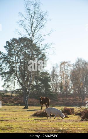 Maiali della Nuova Foresta durante la stagione delle pannage accanto ai pony della nuova foresta mentre il sole tramonta in una giornata autunnale di sole. Foto Stock