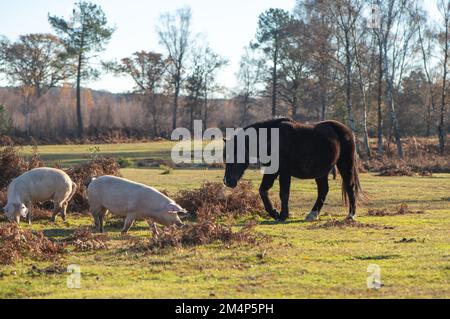 Maiali della Nuova Foresta durante la stagione delle pannage accanto ai pony della nuova foresta mentre il sole tramonta in una giornata autunnale di sole. Foto Stock