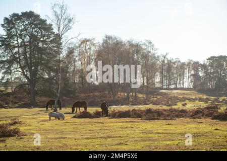 Maiali della Nuova Foresta durante la stagione delle pannage accanto ai pony della nuova foresta mentre il sole tramonta in una giornata autunnale di sole. Foto Stock