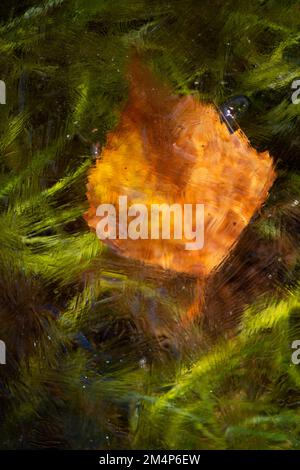 Una singola foglia di betulla arancione catturata sotto il ghiaccio di un ruscello su uno sfondo verde di erba del ruscello. L'immagine assomiglia ad un vecchio dipinto mastro. Foto Stock