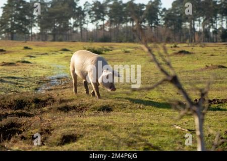 Maiali selvatici durante la stagione del pannage Esplora le torbiere e le terre di mira della New Forest alla ricerca di ghiande e cibo. Foto Stock