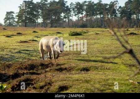 Maiali selvatici durante la stagione del pannage Esplora le torbiere e le terre di mira della New Forest alla ricerca di ghiande e cibo. Foto Stock