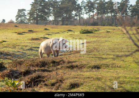 Maiali selvatici durante la stagione del pannage Esplora le torbiere e le terre di mira della New Forest alla ricerca di ghiande e cibo. Foto Stock