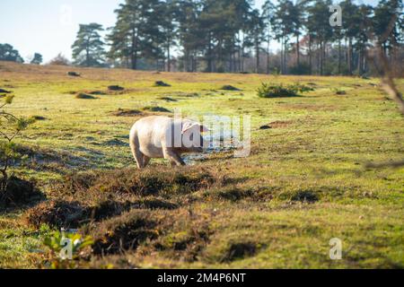 Maiali selvatici durante la stagione del pannage Esplora le torbiere e le terre di mira della New Forest alla ricerca di ghiande e cibo. Foto Stock