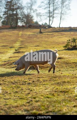 Maiali selvatici durante la stagione del pannage Esplora le torbiere e le terre di mira della New Forest alla ricerca di ghiande e cibo. Foto Stock