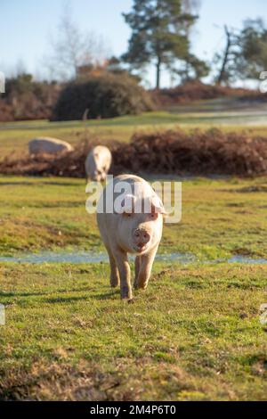 Maiali selvatici durante la stagione del pannage Esplora le torbiere e le terre di mira della New Forest alla ricerca di ghiande e cibo. Foto Stock