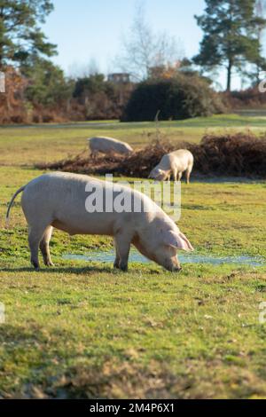 Maiali selvatici durante la stagione del pannage Esplora le torbiere e le terre di mira della New Forest alla ricerca di ghiande e cibo. Foto Stock