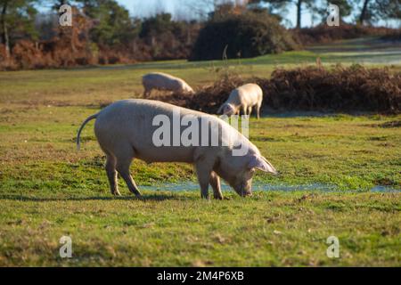 Maiali selvatici durante la stagione del pannage Esplora le torbiere e le terre di mira della New Forest alla ricerca di ghiande e cibo. Foto Stock