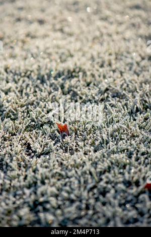 Una singola foglia arancione catturata dalla luce solare bassa su un letto d'erba coperto di ghiaccio. Foto Stock