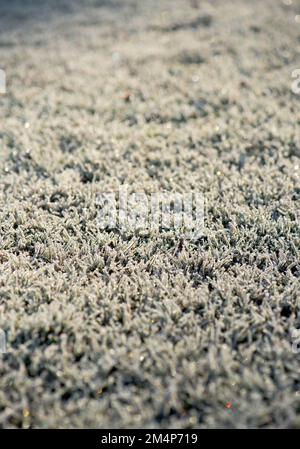 Un'immagine di erba congelata con luce solare invernale che mette in risalto la consistenza. Foto Stock