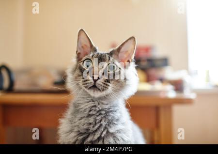 Gatto divertente con volto curioso a casa. Messa a fuoco selettiva con profondità di campo ridotta Foto Stock