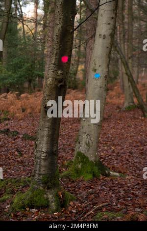 Spruzzare segni di vernice sugli alberi nella nuova foresta, i segni sono codici utilizzati per la gestione della foresta se tagliare o potare un albero. Foto Stock