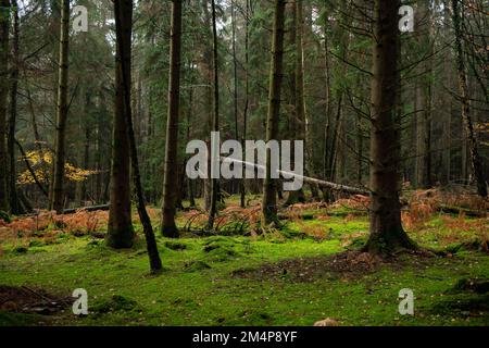 Un verde muschio coperto foresta pavimento tra gli alberi di pino nel New Forest Hampshire Regno Unito a contrasto con il salice arancione autunnale. Foto Stock