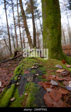 Un albero abbattuto nella nuova foresta ha lasciato per fornire un ecosistema coperto di muschio e segni di funghi che crescono sulla corteccia. Hampshire Regno Unito Foto Stock