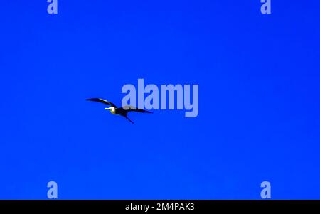 Fregat uccelli gregge stanno volando intorno con il cielo blu sfondo sopra la spiaggia di Zicatela Puerto Escondido Oaxaca Messico. Foto Stock