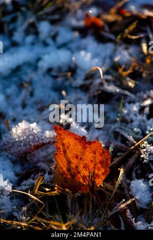 Una foglia di Birch autunnale si insedia nel gelo con il sole che splende attraverso di essa mostrando il suo colore arancione intenso. Foto Stock