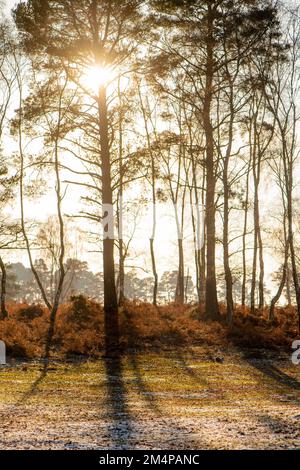 Il sole si pone in una giornata invernale dietro gli alberi di pino nella New Forest Hampshire Inghilterra con salmastra autunnale sul pavimento della foresta. Foto Stock