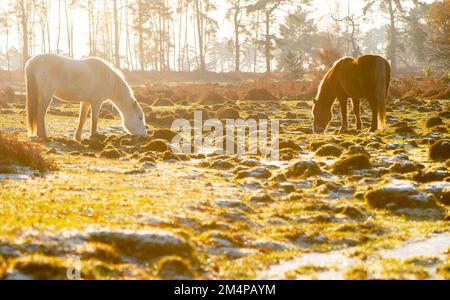 Two new forest ponies graze in a wetland area in the New Forest Hampshire UK on an icy cold day as the winter sun sets behind. Foto Stock