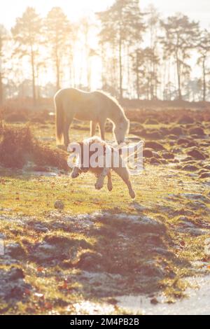 Un cavallo bianco pascolo e un inglese springer spaniel salto in primo piano retroilluminato con luce solare d'oro inverno nella foresta di notizie Hampshire UK. Foto Stock