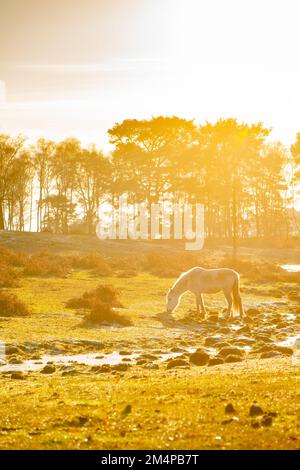 Un solo pony bianco che pascola contro un tramonto invernale retroilluminato tonalità oro in un bellissimo paesaggio nella New Forest Hampshire UK. Foto Stock