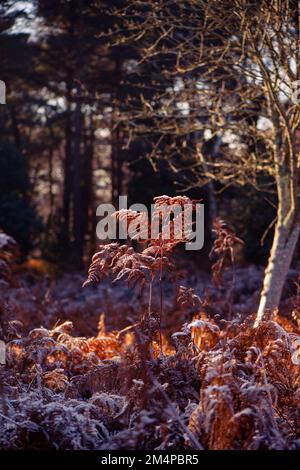 Bracken marrone autunnale congelato catturato dalla luce invernale in una giornata gelida. Foto Stock