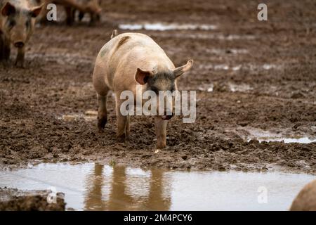 Suino-Sus scrofa domesticus. Foto Stock