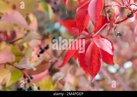 L'uva che sale in autunno pianta foglie rosse e bacche blu primo piano su sfondo sfocato. Umore autunnale in natura Foto Stock