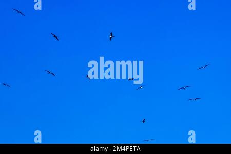 Fregat uccelli gregge stanno volando intorno con il cielo blu sfondo sopra la spiaggia di Zicatela Puerto Escondido Oaxaca Messico. Foto Stock