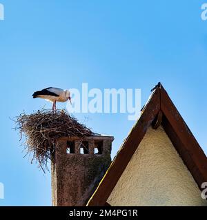 Cicogna in nido su camino, tetto a timpano, Tizi Oughmari, Ifrane, Atlas Mountains, Fes-Meknes, Marocco Foto Stock