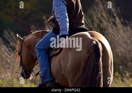 Dettaglio durante l'allenamento in equitazione occidentale con un American Quarter Horse, lode da parte dell'allenatore, Renania-Palatinato, Germania Foto Stock