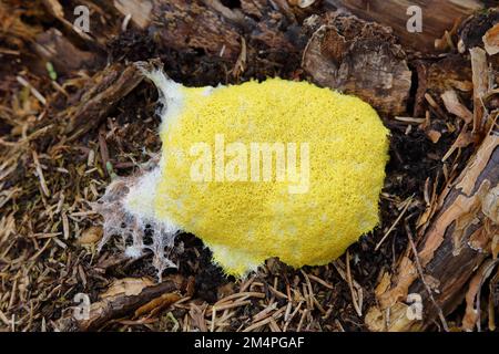 Cane vomita muffa di lime (Fuligo settica), burro di strega, corpo di frutta gialla schiumosa su ceppo di albero, Wilnsdorf, Renania settentrionale-Vestfalia, Germania Foto Stock