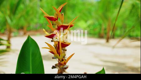 Il fiammeggiante fiore di heliconia cresce su una spiaggia di sabbia bianca con sfondo sfocato verde tropicale. Fioritura floreale. Esotica foresta pluviale balinese. Naturale Foto Stock