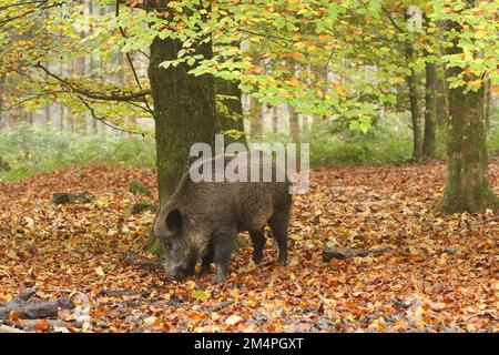 Cinghiale (Sus scrofa) cinghiale Cerco noci sotto faggio autunnale colorato di rame (Fagus sylvatica) Allgaeu, Baviera, Germania Foto Stock