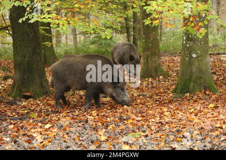 Cinghiale (Sus scrofa) cinghiale Cerco noci sotto faggio autunnale colorato di rame (Fagus sylvatica) Allgaeu, Baviera, Germania Foto Stock