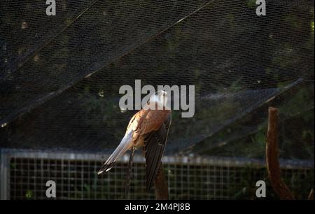 Nankeen Kestrel (Falco Cenchroides) presso un Parco Naturale di Sydney, NSW, Australia. (Foto di Tara Chand Malhotra) Foto Stock