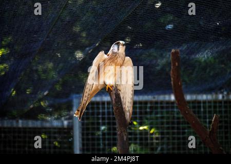 Nankeen Kestrel (Falco Cenchroides) presso un Parco Naturale di Sydney, NSW, Australia. (Foto di Tara Chand Malhotra) Foto Stock