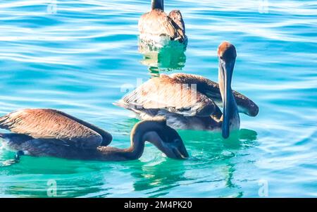 Pellicani gli uccelli catturano e mangiano pesce a Zicatela Puerto Escondido Oaxaca Messico. Foto Stock