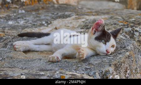 Aptera, sito archeologico, sito di scavo, romano, dorico, Miceneo, stato della città, monastero di Agios Ioannis Theologos, giovane gatto sdraiato su pietra Foto Stock