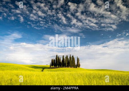 Cipressi di San Quirico dOrcia, gruppo di cipressi (Cupressus) nel campo, Val dOrcia, Toscana, Italia Foto Stock