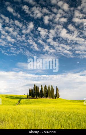 Cipressi di San Quirico dOrcia, gruppo di cipressi (Cupressus) nel campo, Val dOrcia, Toscana, Italia Foto Stock