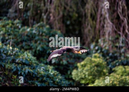 Caracara crestata meridionale (Caracara plancus), prigioniero, in volo durante lo spettacolo di volo nel parco degli uccelli, Weltvogelpark Walsrode, bassa Sassonia, Germania Foto Stock