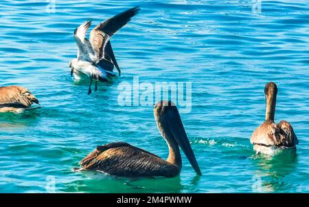 Pellicani e uccelli gabbiani combattono sul cibo a Zicatela Puerto Escondido Oaxaca Messico. Foto Stock